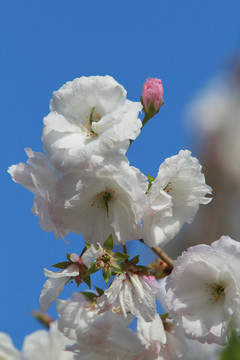 粉色樱花