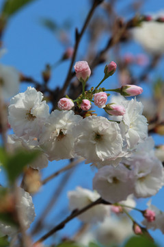 粉色樱花