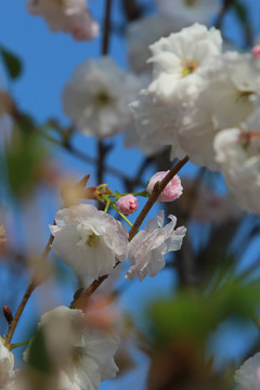 粉色樱花