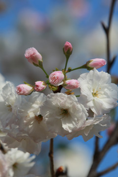 粉色樱花