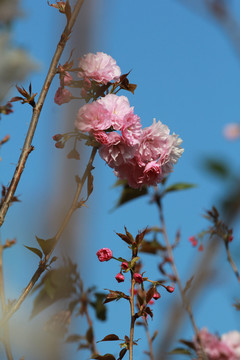 粉色樱花