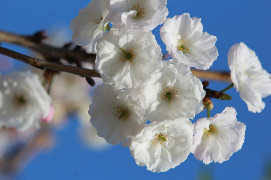 白色樱花