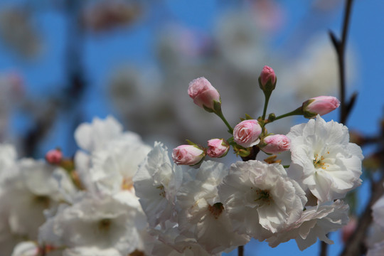 粉色樱花