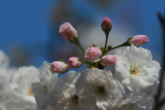 樱花