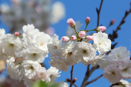 樱花