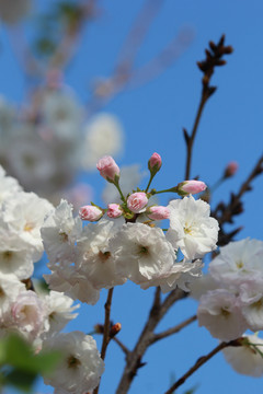 樱花