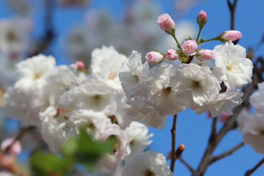 樱花