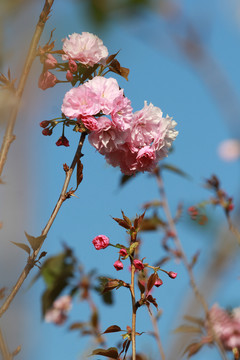 粉色樱花