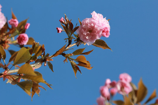 粉色樱花