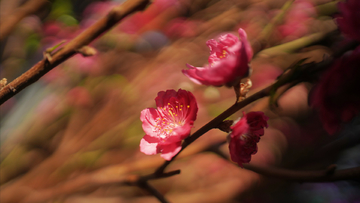 春桃花开