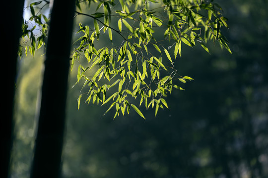 深山竹影