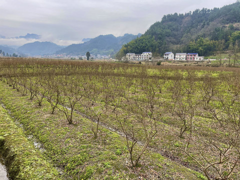 冬季的蓝莓种植地