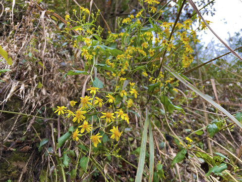 黄色菊花