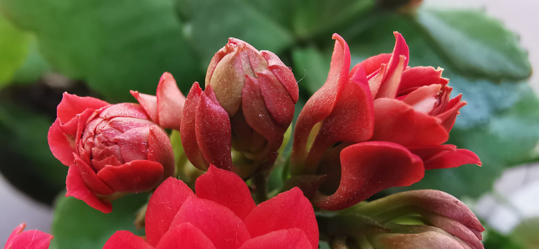 小花