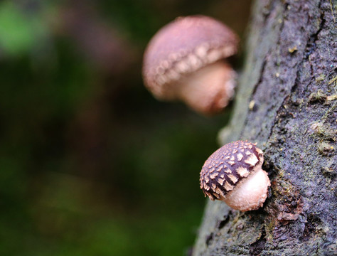 生长的香菇