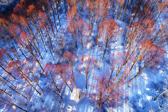 雪原红柳树林风景