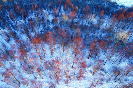 林海雪原红柳树林
