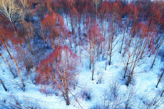 雪域红树林密林雪景