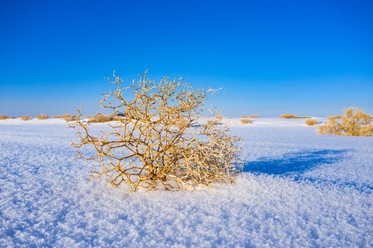 戈壁雪地植被