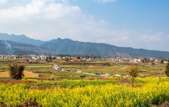 油菜花田园风光