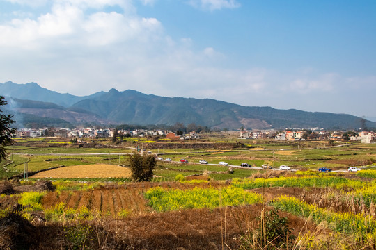 油菜花田园风光