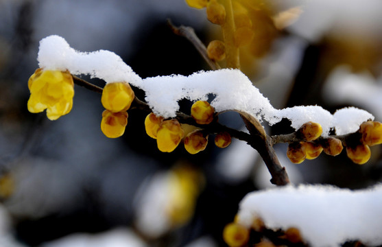 腊梅傲雪