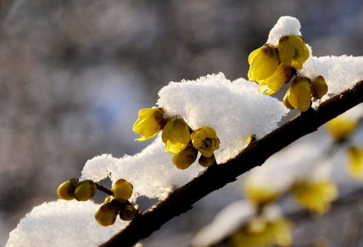 腊梅傲雪