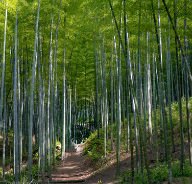 竹林