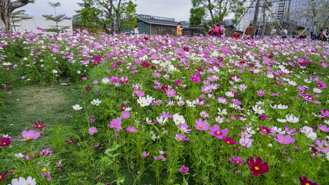 公园里遍地的格桑花