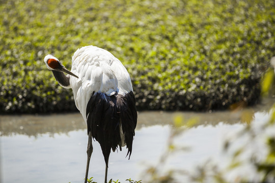 濒危野生动物国家保护动物丹顶鹤