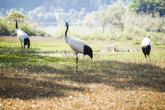 濒危野生动物国家保护动物丹顶鹤