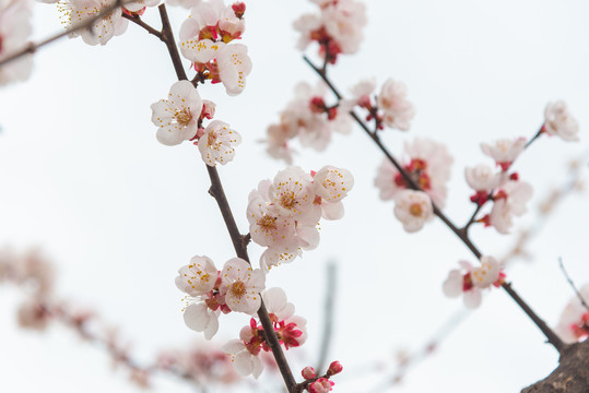 杏花
