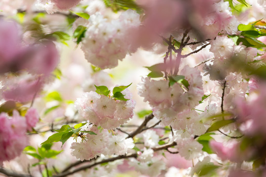 樱花