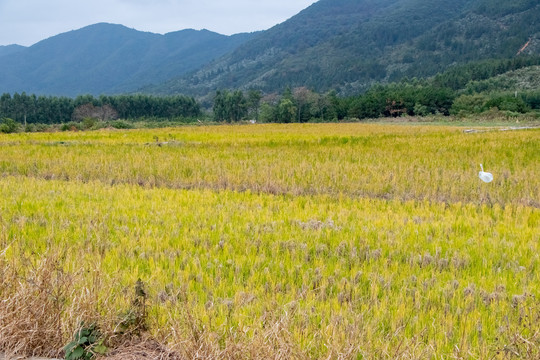 田园风光