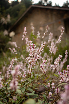 红蓼花