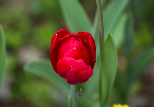 郁金花