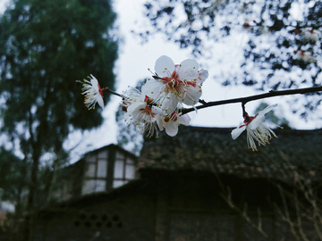 李子花