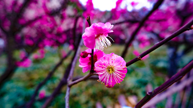 梅花