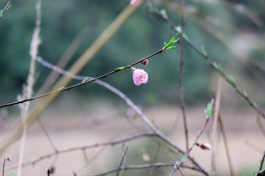 桃花