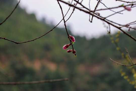 桃花苞