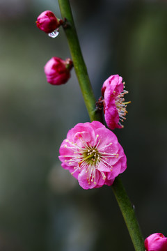 梅花