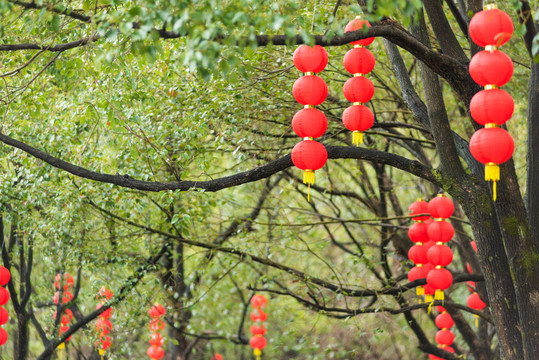 节日树上挂灯笼