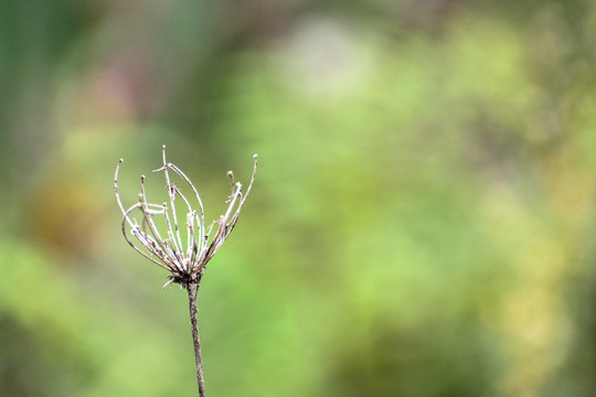 残花枯草