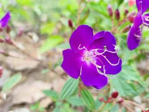 紫色巴西野牡丹花