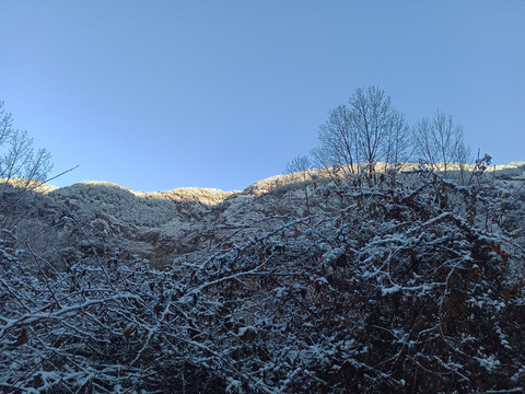 晨雪