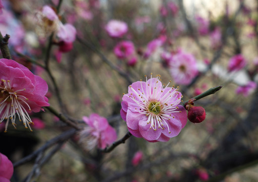 早春红梅花儿开