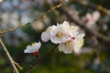 杏花