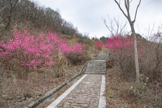 一路红梅花