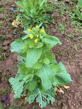 油菜花