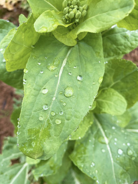 油菜花上的雨水